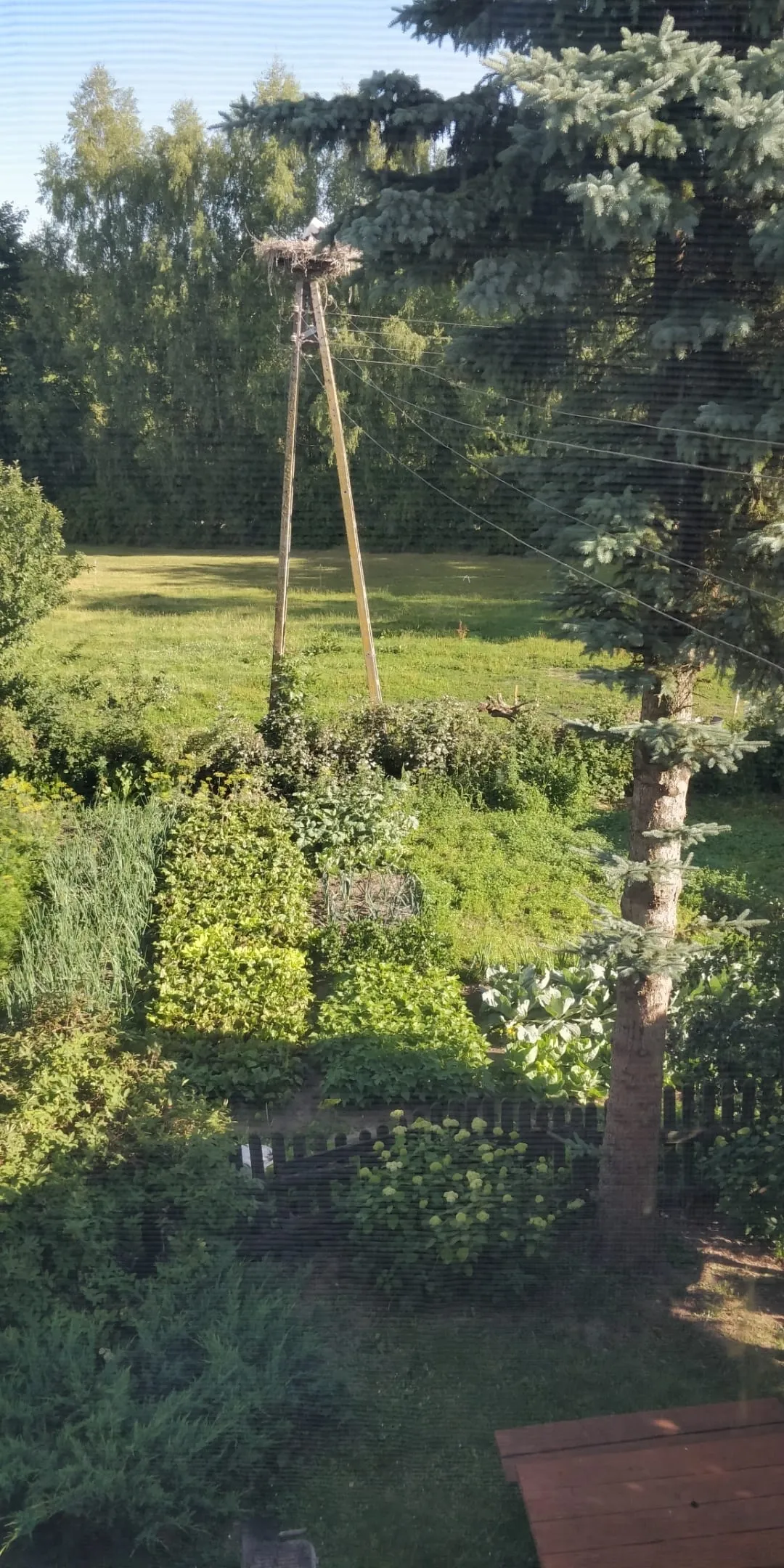 Widok z pokoju 3-osobowego Huta 5 — ogród i gniazdo bociana na słupie