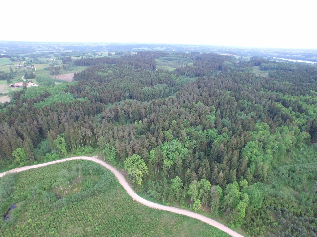 Zakręt wśród drzew